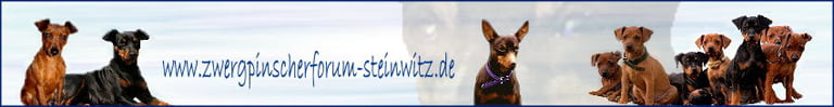 Banner Forum Zwergpinscher Steinwitz