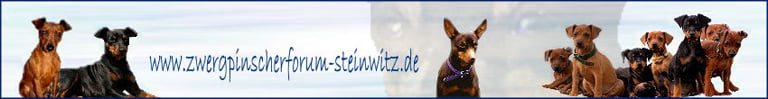 Banner Forum Zwergpinscher Steinwitz