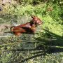 zwergpinscher-sorga_0023