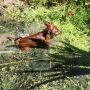 zwergpinscher-sorga_0023