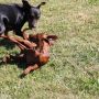 zwergpinscher-sorga_0021