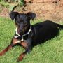 zwergpinscher-sorga_0007