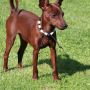 zwergpinscher-sorga_0008