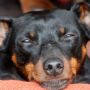 zwergpinscher-sorga_0006