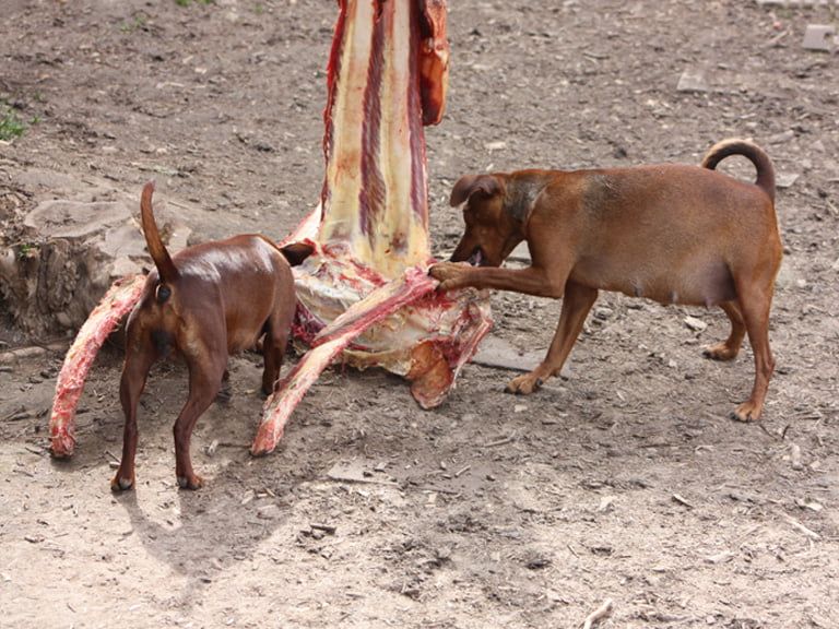 Fütterung Zwergpinscher