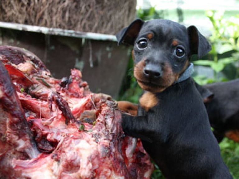 Rohfütterung Welpe