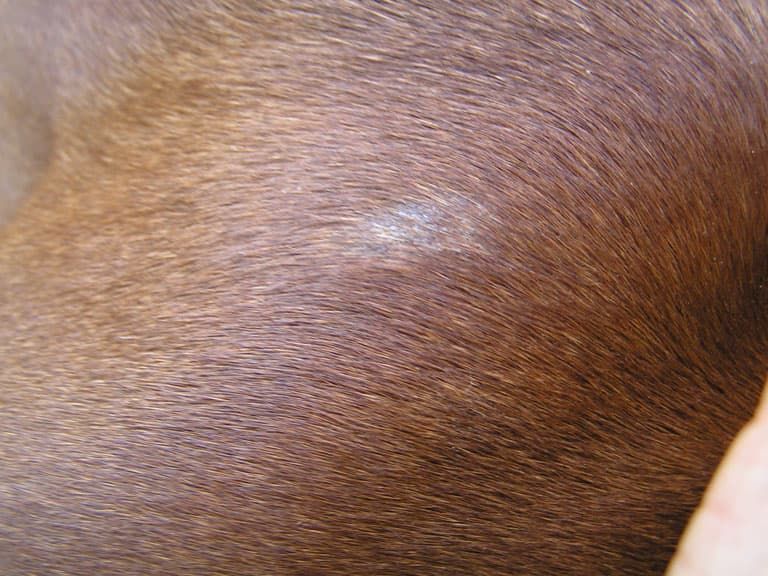 Pilzerkrankung beim Hund