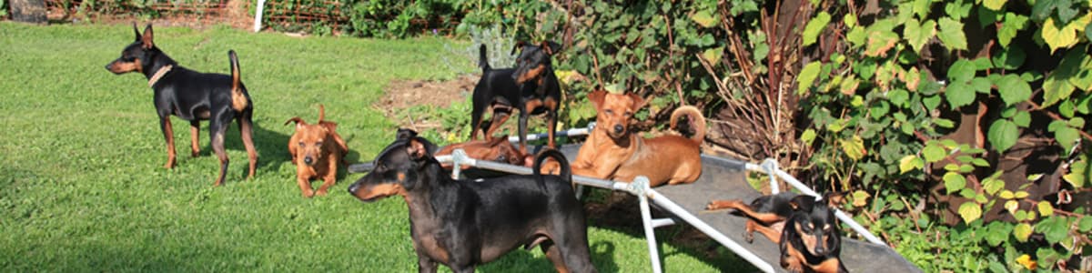 Zwergpinscher Sorg