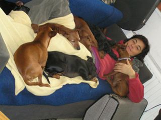 Zwergpinscher Sorga