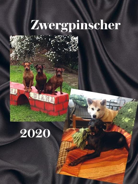 Zwergpinscher Kalender 2020