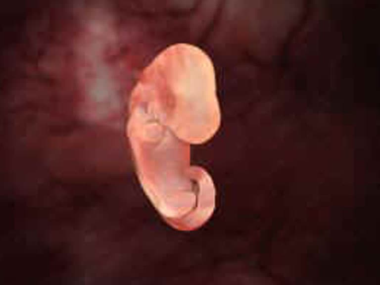 Embryo 25 Tage alt
