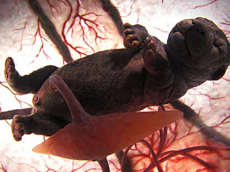 Embryo