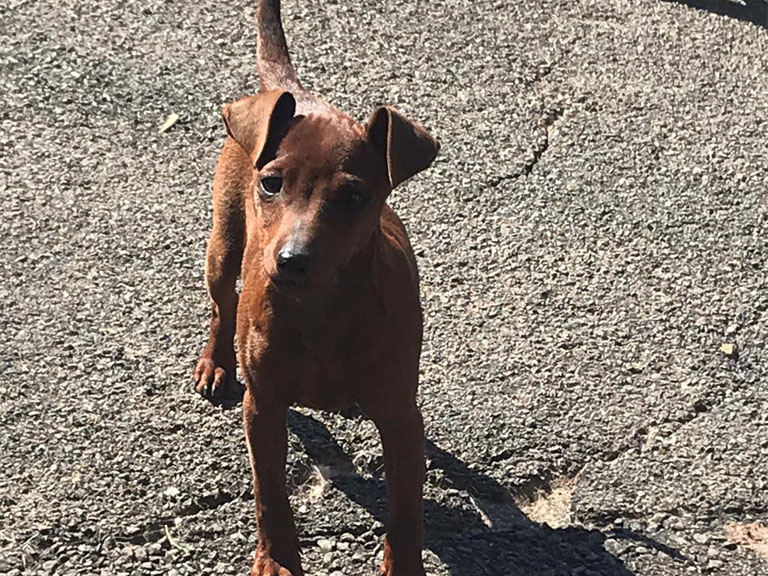 Bild 03: Zwergpinscher Hündin Iagna Masha von Steinwitz