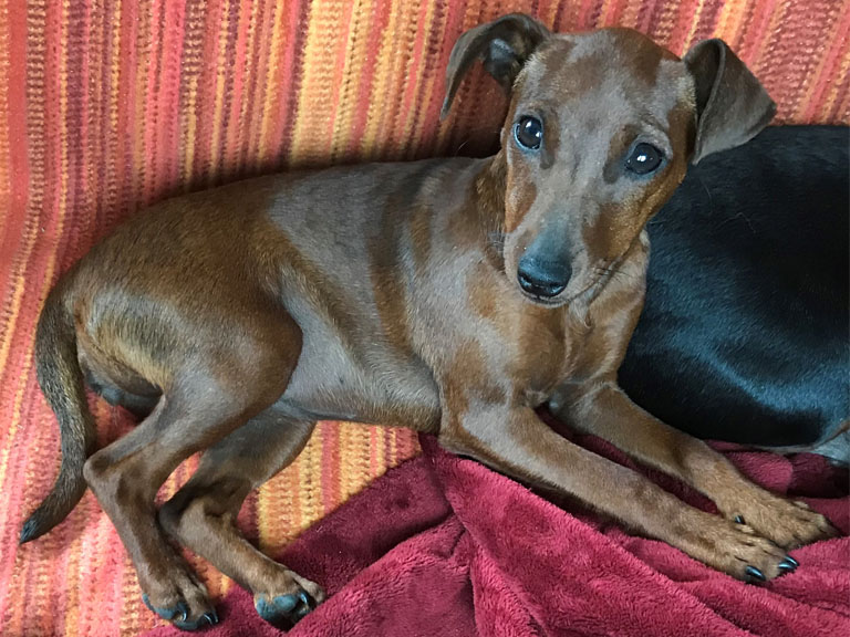 Bild 01: Zwergpinscher Hündin Iagna Masha von Steinwitz
