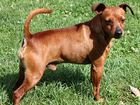 Bild 01: Zwergpinscher Rüde Deus Mali Zmaij