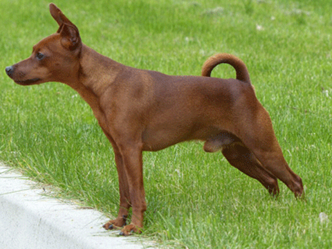 Bild 01: Zwergpinscher Rüde Laiko von Steinwitz