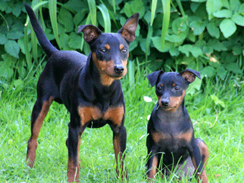 Bild 03: Zwerpinscher Rüde Zyg-Zak Duch Wrzosowisk